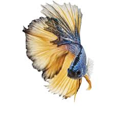 The betta fish is native to thailand, malaysia, and cambodia, and while most nevertheless, female betta fish are lovely, colorful, and anything but boring! Male Paradise Betta For Sale Order Online Petco