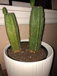 Other reasons why it may be yellow are disease or being watered too much. Help My Cactus Is Turning Yellow Cactus