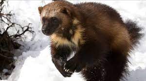 Wolverine mascot head growling vector cartoon illustration. Bbc Earth The Truth About Wolverines