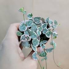 Image result for Ceropegia multiflora