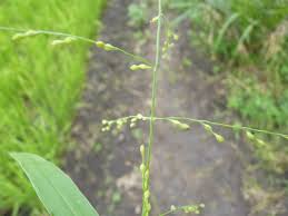 Image result for Urochloa deflexa