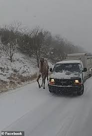There are 22 suppliers who sells camel tow on alibaba.com, mainly located in asia. Pennsylvania Drivers Are Stunned As A Camel Is Seen Walking On A Highway During A Snowstorm Daily Mail Online