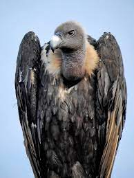 The lammergeier (or bearded vulture) the palm nut vulture egyptian vulture cinereous vulture (aka eursian black vulture or monk vulture) griffon vulture white rumped vulture rupell's vulture the indian vulture slender billed vulture himalayan vulture. White Rumped Vulture Wikipedia