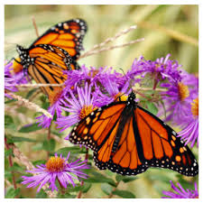 Butterfly Plants List Butterfly Flowers And Host Plant Ideas With Images Butterfly Garden Plants Butterfly Garden