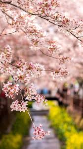 You can use wallpapers spring nature for your android backgrounds, tablet, samsung screensavers, mobile phone lock screen and another smartphones device for free. 30 Spring Nature Wallpaper Full Hd Phone Backgrounds For Iphone Android Lock Screen Spring Nature Cherry Blossom Background Nature Wallpaper