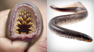 Ancient vertebrate with an elaborate immune defence: Fairbanks In Alaska Blutsaugende Fische Fallen Vom Himmel