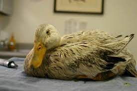 How To Care For And Treat A Sick Duck Raising Ducks