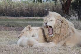 Lion Family At Lion Park South Africa Lion Family Animals Animal Kingdom