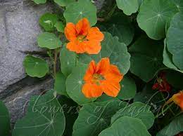 Tropaeolum Majus Nasturtium