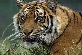 Anoa is a kind of herbivores as they don't eat some meat just like others endanger predators. Coexisting In Harmony With Sumatra S Wildlife Rainforest Alliance