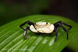 Image result for Lepidagathis randii