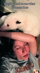 Opossum Qui Fait Le Mort