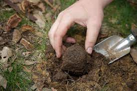 Pecan truffles ( tuber lyonii) are actually mushrooms that grow just underneath the ground along the roots of pecan trees. Cultivation Of Black Truffles In Western Australia Agriculture And Food