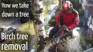 This is the birch tree shadow box. How We Take Down A Tree 2 Simple Birch Tree Removal Youtube