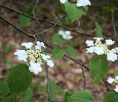 Czm recommends using native plants wherever possible. Edible And Landscape Worthy Native Plants Of New England Ecological Landscape Alliance