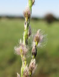 Image result for Digitaria brazzae