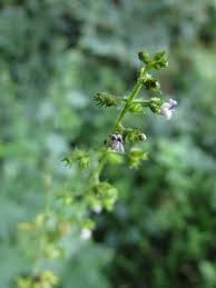 Image result for Cantinoa americana