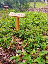 Image result for Fragaria vesca