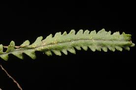 Image result for Lellingeria