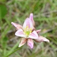 Image result for Laggera gracilis