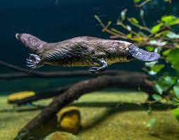 Summary Platypus Ornithorhynchus Anatinus Fact Sheet Libguides At International Environment Library Cons Australian Animals Platypus Duck Billed Platypus