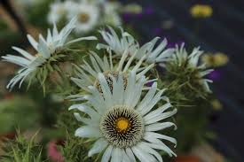Image result for Berkheya setifera