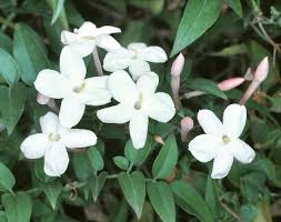 Image result for Jasminum pauciflorum