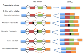 Maybe you would like to learn more about one of these? Aberrant Pre Mrna Splicing Regulation In The Development Of Hepatocellular Carcinoma