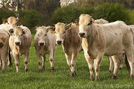 Sugar creek piedmontese beef is unlike any other. Piedmontese Cows Photo Royalty Free Piedmontese Cattle Stock Image Cfg9032 Jpg