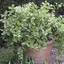 This plant isn't directly related to the star jasmine, but the flowers have a very similar scent. Arabian Jasmine Jasminum Sambac My Garden Life