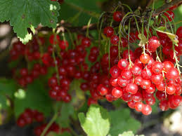 Cranberry Spice Moonshine Recipe D I Y In 2020 Types Of Berries Cranberry Growing List Of Berries