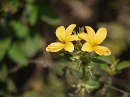 Image result for Barleria crassa