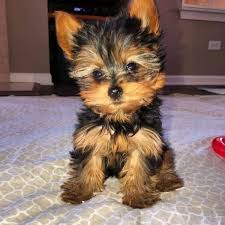 Given away without papers or worse…. Pin On Cute Dogs