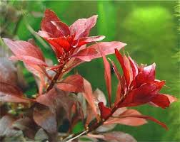 ルドウィジア レペンス