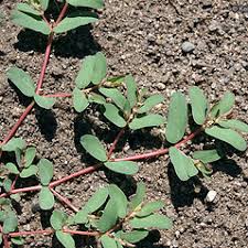 Image result for Euphorbia lissosperma