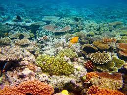 Underwater great barrier reef from space. Great Barrier Reef New7wonders Of Nature