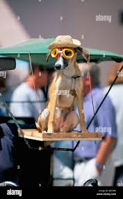 Dog in goggles hi-res stock photography and images - Alamy