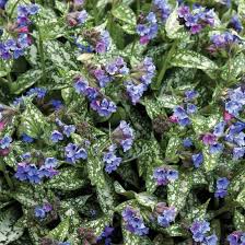 Deer resistant flowers for shade. Pulmonaria Is A Deer Resistant Shade Plant