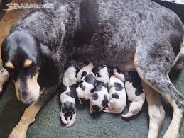 Image result for malý modrý gaskoňský honič