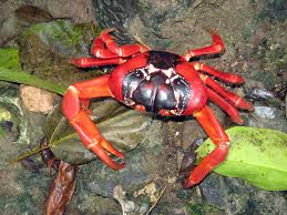 It is one of the eight stories in the cycle collected as his last bow (1917), and one of the few stories in which for much of the plot watson must act alone and try his best with. Christmas Island Red Crab S Mammoth Migration Scuba News