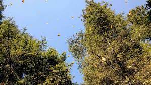 Santuario De La Mariposa Monarca Michoacan Monarcas Mariposa Monarca Mexico