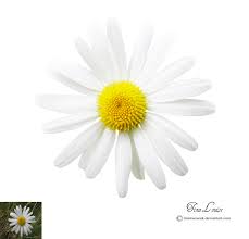 Daisy Png Daisy Png Photoshop Brushes