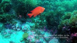 Scuba Diving Encounters Diving Catalina Island Youtube