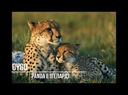 кто поёт песню мы бежим как будто от гепарда Cygo My Bezhim Kak Budto Ot Geparda Youtube