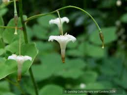 Image result for Blyxa hexandra