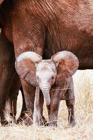 9 Best Wildlife Holidays In The World I Top Places To See Wildlife Animal Photography Wildlife Cute Wild Animals African Animals Photography