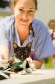 Some tips for keeping your pet healthy during National Pet Wellness Month