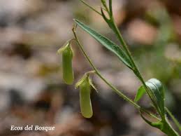 Image result for Crotalaria egregia