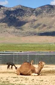 Which of the following statements about elemental reactions is false? June 22 Scipio Ut Eagles Landing Petting Zoo Where The Bab The Song Was Immortalized Zoo Animals Pets Zoo