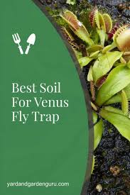 It has often been termed as a mysterious plant because its mechanism of catching insects has not been completely understood by botanists across the world. Best Soil For Venus Fly Trap